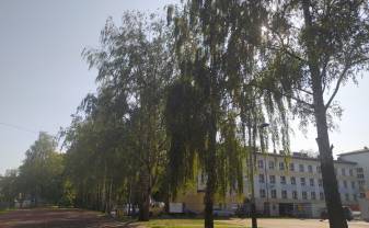 Paziņojums par koku ciršanas ieceri Daugavpils saskaņas pamatskolas teritorijā