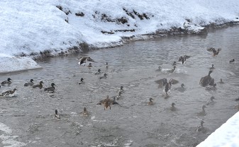 Rūpes par dzīvniekiem  aukstajā laikā